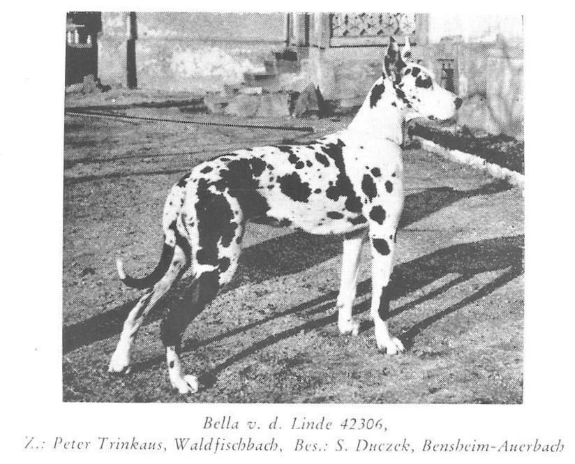 Bella vd Linde